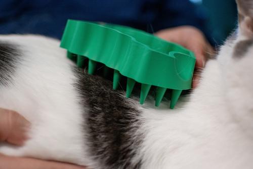 Show full view: PetKORE GroomBug Cat Brush, Green, Medium slide 7 of 10