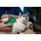 Show in main carousel: PetKORE GroomBug Cat Brush, Green, Medium slide 5 of 10