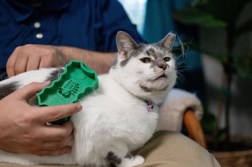 Show full view: PetKORE GroomBug Cat Brush, Green, Medium slide 5 of 10