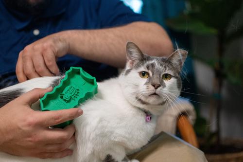 Show full view: PetKORE GroomBug Cat Brush, Green, Medium slide 4 of 10