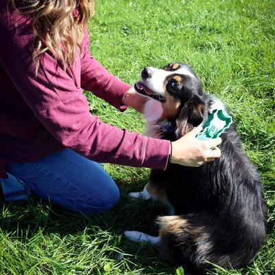 Show full view: PetKORE GroomBug Dog Brush, Green, Medium slide 6 of 10