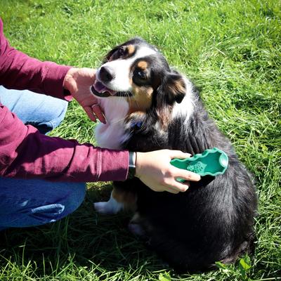 Show full view: PetKORE GroomBug Dog Brush, Green, Medium slide 3 of 10