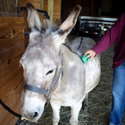 Show full view: PetKORE GroomBug Horse Brush, Green slide 3 of 6