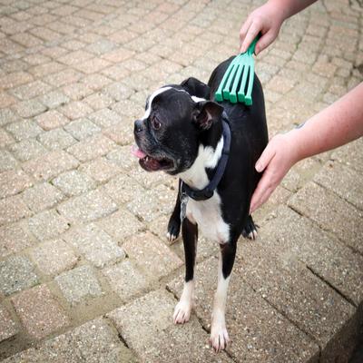 Show full view: PetKORE GroomRaker Dog Deshedding Tool, Green, Small slide 7 of 11