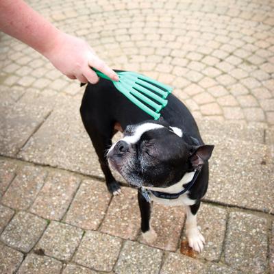Show full view: PetKORE GroomRaker Dog Deshedding Tool, Green, Small slide 4 of 11