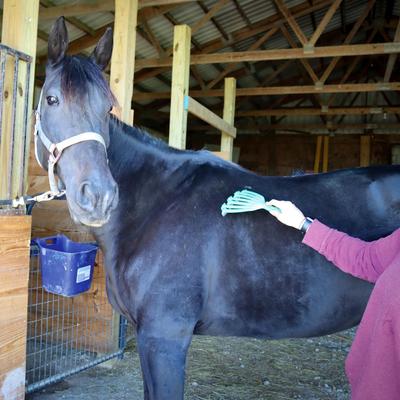 Show full view: PetKORE GroomRaker Horse Deshedding Tool, Green slide 4 of 6
