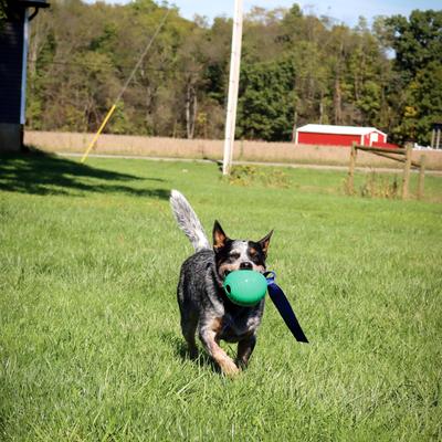 Show full view: PetKORE KOREflex Tough Ball & Tail Dog Toy, Green, 4.75-in slide 3 of 11