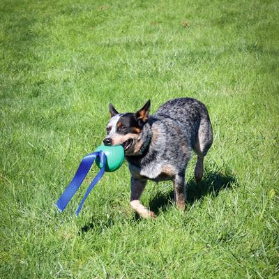 Show full view: PetKORE KOREflex Tough Ball & Tail Dog Toy, Green, 4.75-in slide 5 of 11