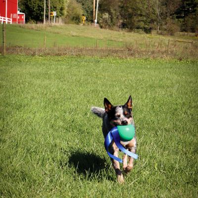 Show full view: PetKORE KOREflex Tough Ball & Tail Dog Toy, Green, 4.75-in slide 4 of 11