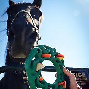 PetKORE Luna Ring with Hanging Kit Horse Toy, Green, 9-in