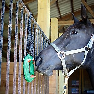 PetKORE Luna Ring with Hanging Kit Horse Toy, Green, 9-in