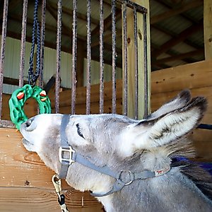 PetKORE Luna Ring with Hanging Kit Horse Toy, Green, 9-in