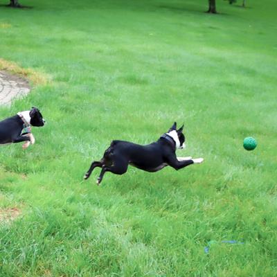 Show full view: PetKORE Luna Tough Ball Dog Toy, Green, 4-in slide 6 of 10