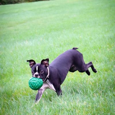 Show full view: PetKORE Luna Tough Ball Dog Toy, Green, 4-in slide 4 of 10