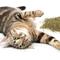Show in main carousel: Petlinks HappyNip Silvervine Blend Catnip, 2-oz canister slide 5 of 10