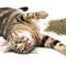 Show in main carousel: Petlinks HappyNip Silvervine Blend Catnip, 2-oz canister slide 9 of 10