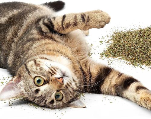 Show full view: Petlinks HappyNip Silvervine Blend Catnip, 2-oz canister slide 9 of 10