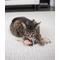 Show in main carousel: Petlinks Lil' Critters Mice Cat Toy with Catnip, 2 count slide 3 of 10