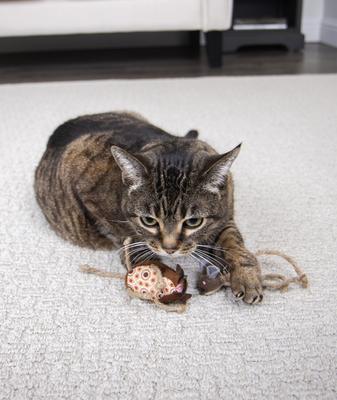 Show full view: Petlinks Lil' Critters Mice Cat Toy with Catnip, 2 count slide 3 of 10