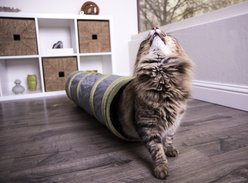 Petlinks Twinkle Chute Lighted Cat Tunnel Toy slide 2 of 8