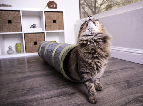 Show full view: Petlinks Twinkle Chute Lighted Cat Tunnel Toy slide 2 of 11