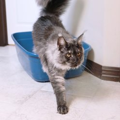 Petmate Giant Cat Litter Box slide 2 of 5