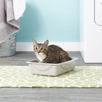 Best Rabbit Litters
