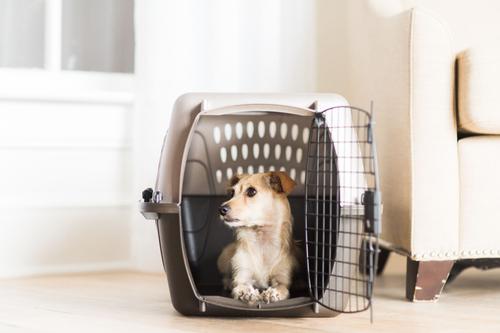 Vibrant Life Small Hard-Sided Pet Carrier – 23" Plastic Dog/Cat Crate For Travel, Up To 15 Lbs – Made In USA