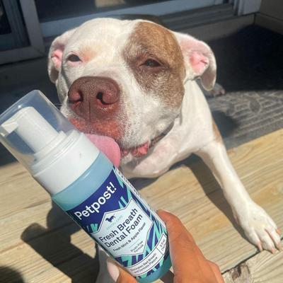 Show full view: Petpost Fresh Breath Mint & Apple Flavor Dog Dental Foam, 5-oz bottle slide 6 of 7