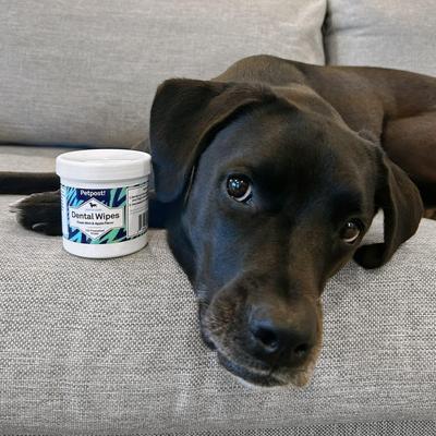 Show full view: Petpost Mint & Apple Flavor Dog Dental Wipes, 100 count slide 7 of 9