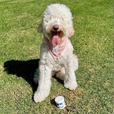 Show full view: Petpost Tear Stain Wipes for Dogs, 100 count slide 7 of 10