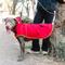 Show in main carousel: PetRageous Designs Banff Packable Waterproof Dog Raincoat, Red, XX-Large slide 6 of 8