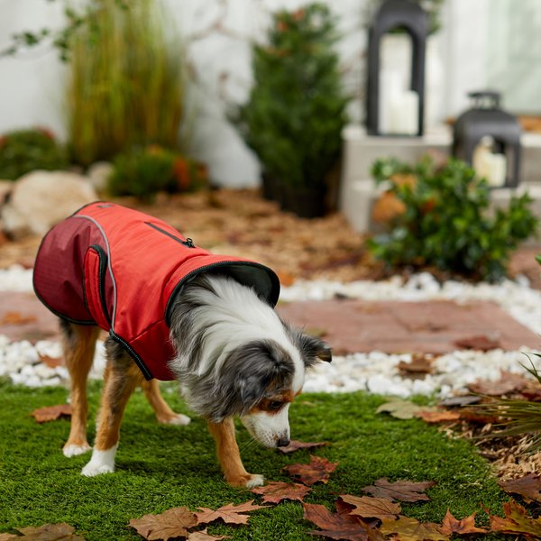 PetRageous Designs Jackson Squirrel Dog Sweater