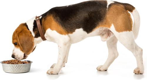 Show full view: PetRageous Designs Crete Hammered Stainless Steel Dog & Cat Bowl, Metallic, 7.68-inches slide 3 of 6