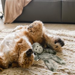 PetRageous Designs Knuckles the Gorilla 18-in Squeak & Crinkle Plush Dog Toy, Grey slide 2 of 4