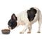 Show in main carousel: PetRageous Designs Kona Non-Skid Stainless Steel Dog & Cat Bowl, Charcoal Grey, 1.75-cup slide 5 of 5