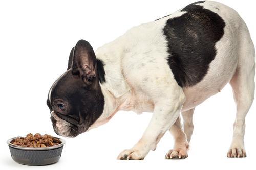 Show full view: PetRageous Designs Kona Non-Skid Stainless Steel Dog & Cat Bowl, Charcoal Grey, 1.75-cup slide 5 of 5