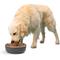 Show in main carousel: PetRageous Designs Kona Non-Skid Stainless Steel Dog & Cat Bowl, Charcoal Grey, 6.5-cup slide 6 of 6