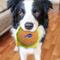 Show in main carousel: Pets First Hamburger Squeaky Dog Chew Toy, Buffalo Bills slide 4 of 7