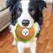 Show in main carousel: Pets First Hamburger Squeaky Dog Chew Toy, Pittsburgh Steelers slide 3 of 6