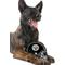 Show in main carousel: Pets First Helmet Tough Squeaky Dog Chew Toy, Pittsburgh Steelers slide 3 of 6