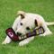 Show in main carousel: Pets First Hockey Stick Tough Squeaky Dog Chew Toy, Colorado Avalanche slide 2 of 6