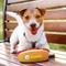 Show in main carousel: Pets First Hot Dog Squeaky Dog Chew Toy, Pittsburgh Steelers slide 6 of 7