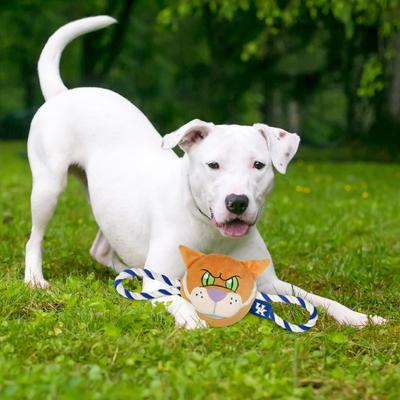Show full view: Pets First Mascot Tough Squeaky Plush Dog Chew Toy, Kentucky slide 2 of 5