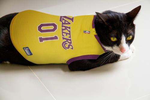 Show full view: Pets First NBA Dog & Cat Mesh Jersey, Los Angeles Lakers, Small slide 6 of 10