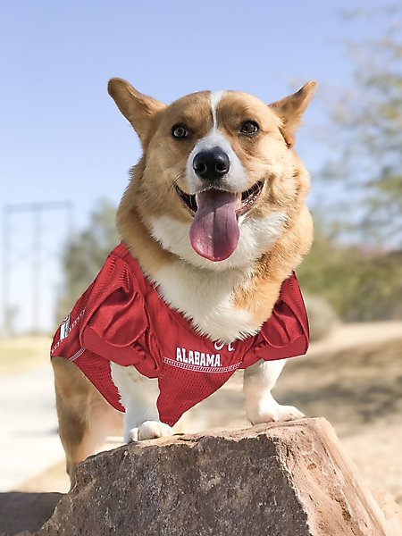 Show full view: Pets First NCAA Alabama Crimson Tide Dog & Cat Jersey, XX-Large slide 5 of 9