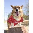 Show in main carousel: Pets First NCAA Alabama Crimson Tide Dog & Cat Jersey, XX-Large slide 5 of 9