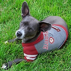 Pets First NCAA Alabama Hoodie Dog & Cat Tee Shirt, Large slide 2 of 5