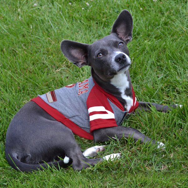 Show full view: Pets First NCAA Alabama Hoodie Dog & Cat Tee Shirt, Large slide 3 of 6