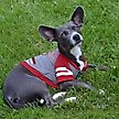 Show in main carousel: Pets First NCAA Alabama Hoodie Dog & Cat Tee Shirt, Large slide 3 of 6